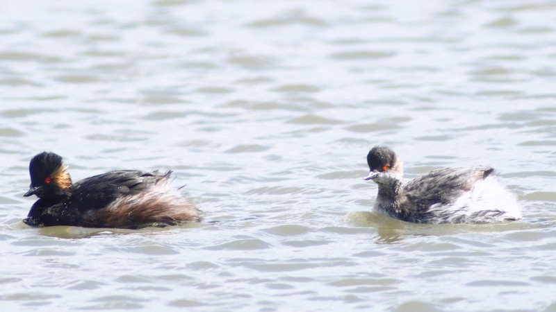 Svasso piccolo (Podiceps nigricollis): cambio d''abito